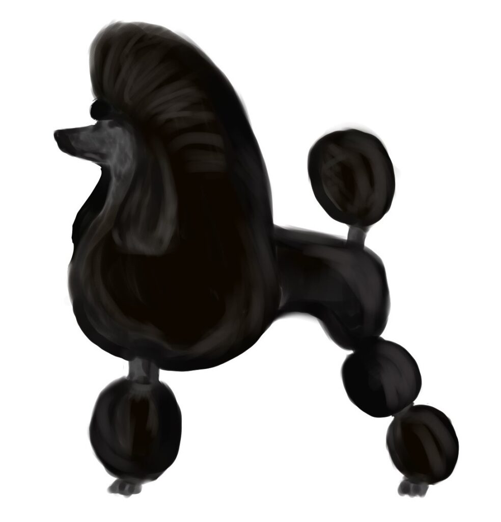 poedel english sadle