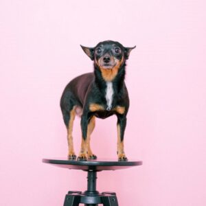 Huurovereenkomst tafel voorbeeld