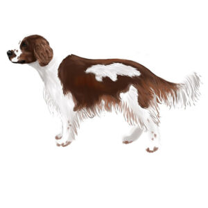 Trimschema Engelse en Welsh Springer Spaniël