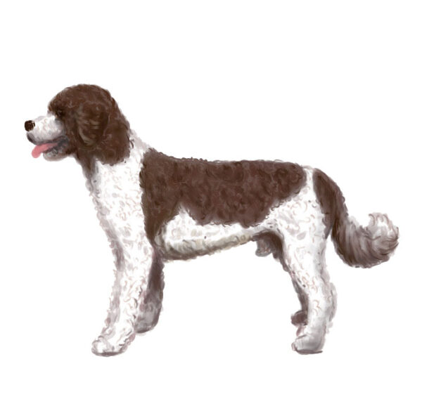 Trimschema Spaanse Waterhond