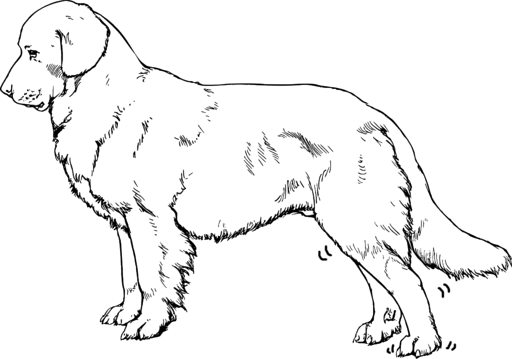 trillende achterpoot