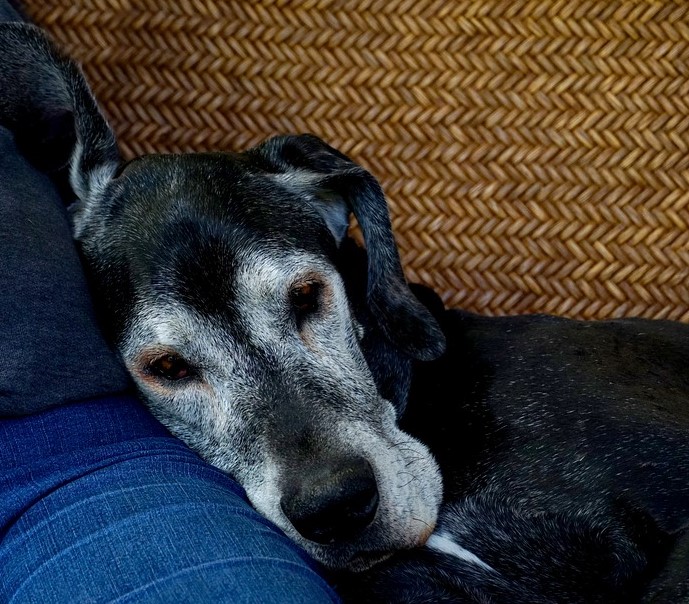 oude hond