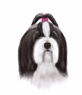 Bearded Collie met strikje
