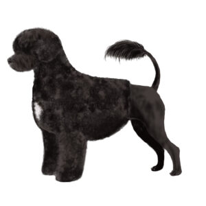 Trimschema Portugese waterhond Lion-clip