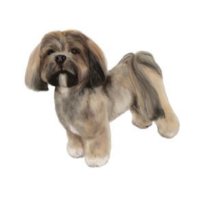 Lhasa Apso huismodel