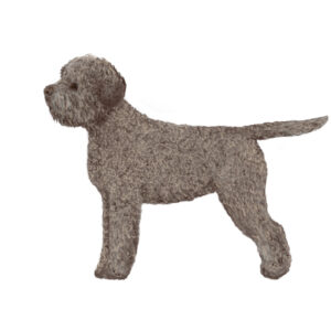 Trimschema Lagotto Romagnolo