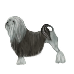 Trimschema Leeuwenhondje