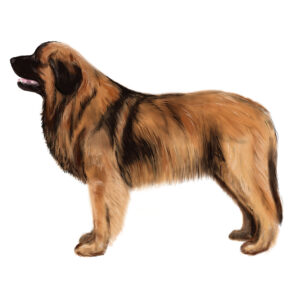 Leonberger