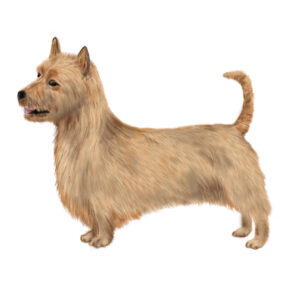 Trimschema Australische Terriër