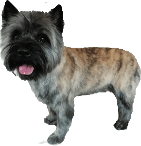 Plukken 1 x in de 6 maanden
tot op de onderwol