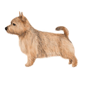 Norfolk Terrier en Norwich Terrier