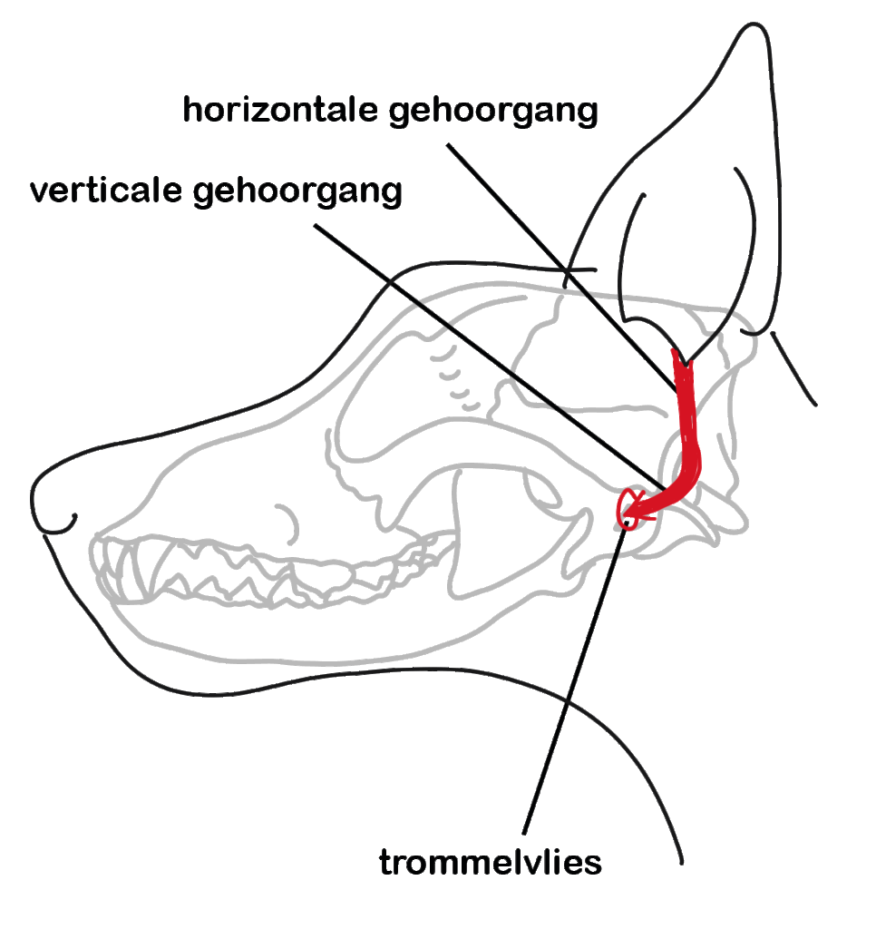verloop buitenoor hond