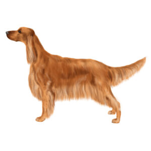 Trimschema Ierse Setter